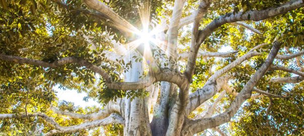 tree-removal-christchurch-5