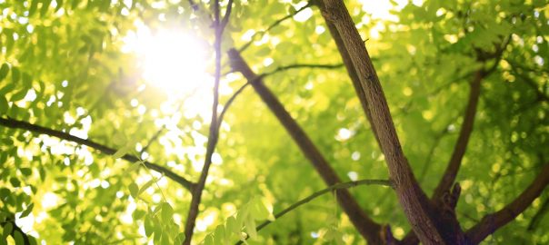 robinia-tree