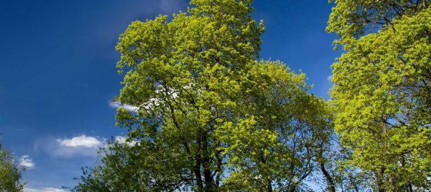 tree-removal-whanganui-4