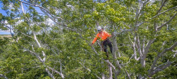 tree-removal-christchurch