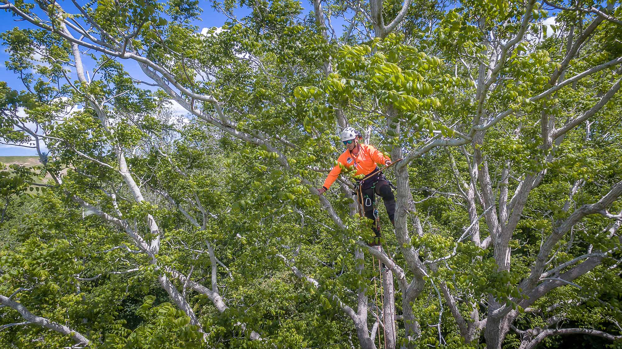 tree-removal-christchurch