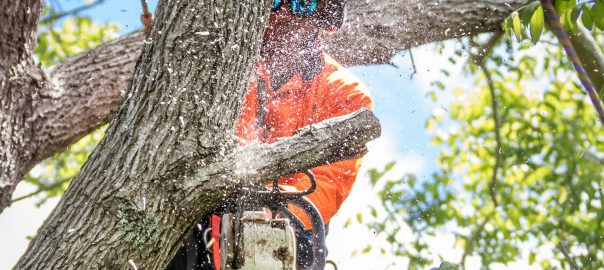 tree-removal-christchurch