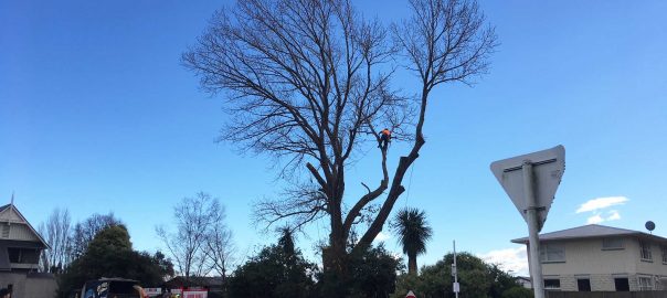 tree-pruning-christchurch-2