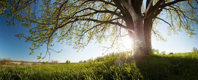 beaver-tree-arborist-taupo