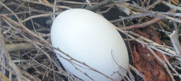 stump grinding manawatu egg