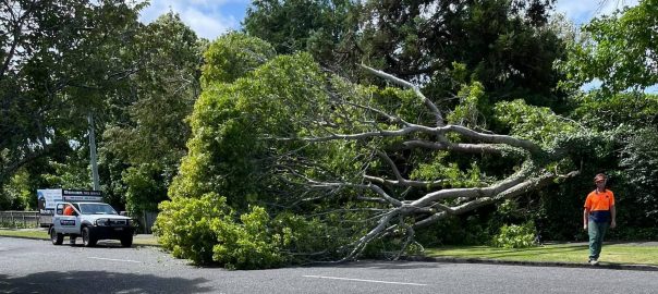 tree-down-palmerston-north