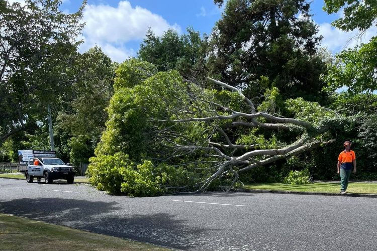 tree-down-palmerston-north