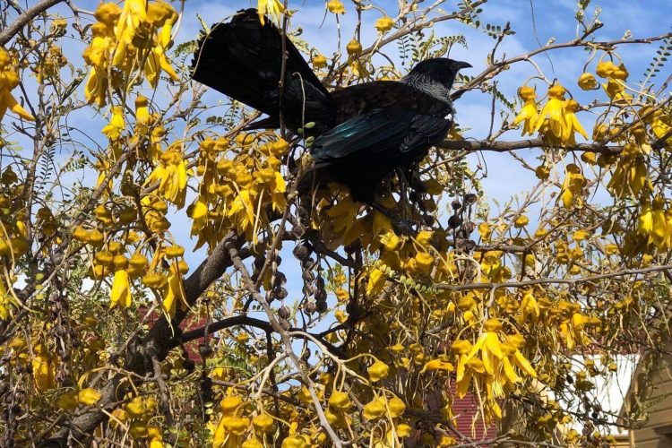 tui kowhai tree