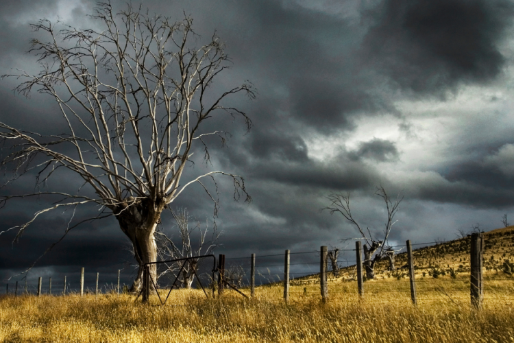 storm-tree-winter-stump