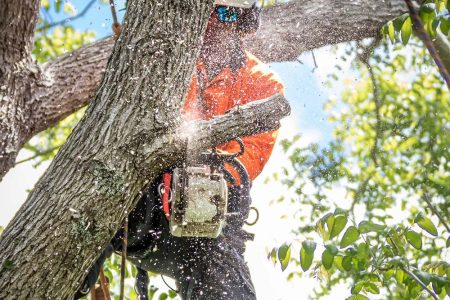 Tree pruning for tree health