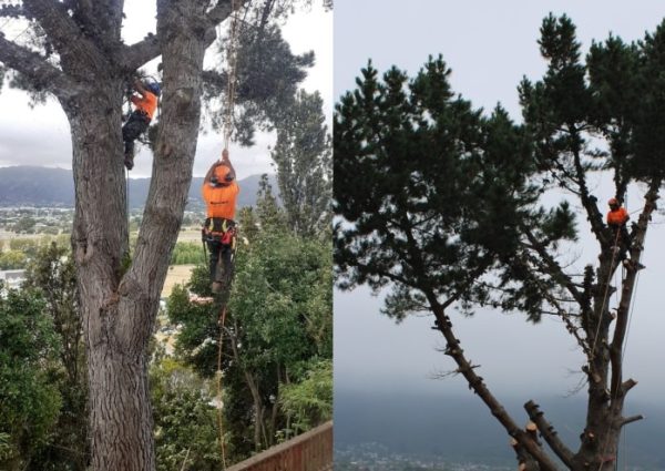 Wellington-pruning-tree