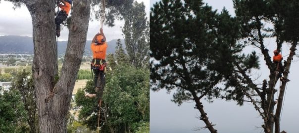 Wellington-pruning-tree