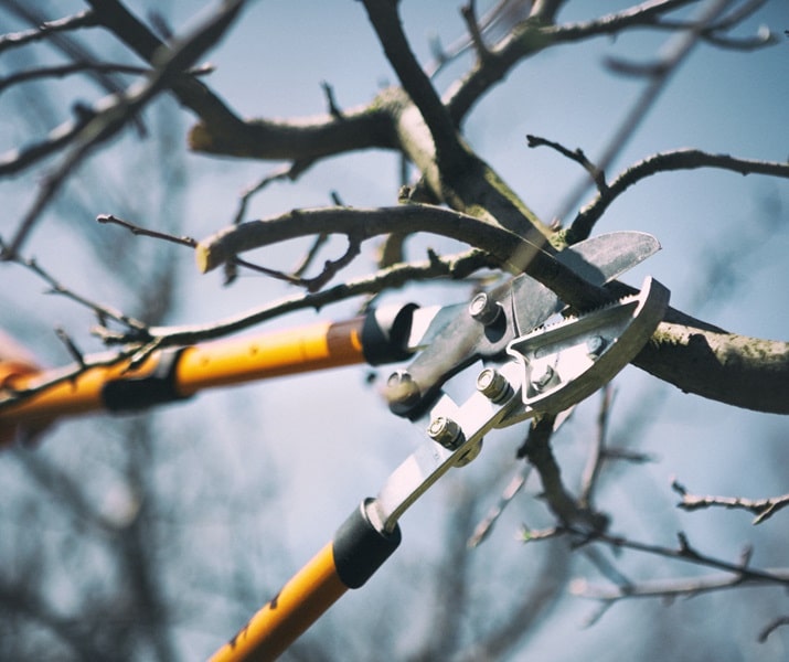 April Tree Care in New Zealand - Beaver Tree Service