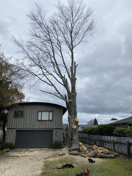 tree-removal-wellington