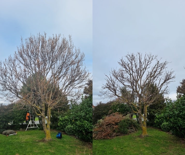 Essential Care Tips for New Zealand's Autumn Season - Beaver Tree Service