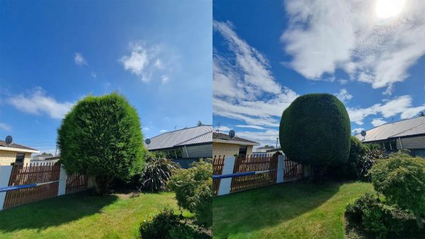 arborist-pruning-wellington