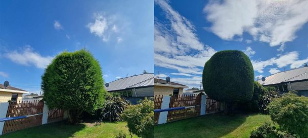 arborist-pruning-wellington