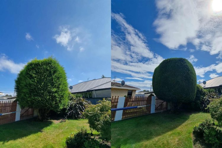 arborist-pruning-wellington