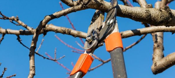 august-tree-maintenance