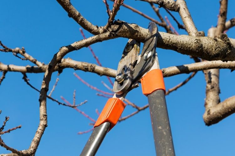 august-tree-maintenance