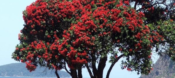 trees-native-nz