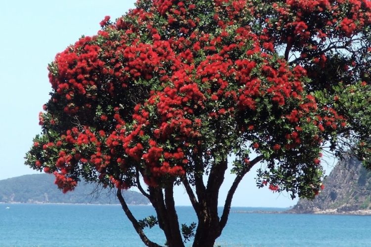 trees-native-nz