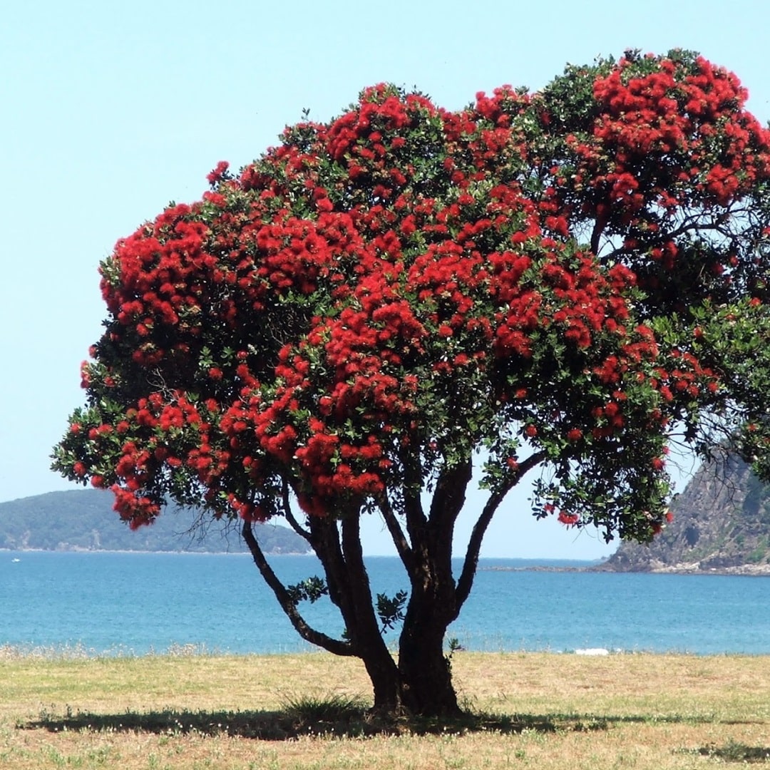 The Top 10 Most Beautiful Trees Found in New Zealand - Beaver Tree Service