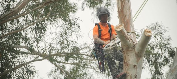 arborist-nz-tree