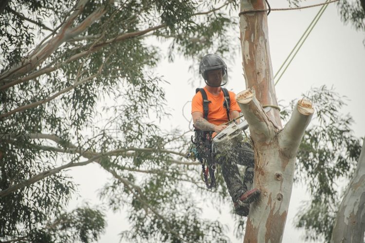 arborist-nz-tree