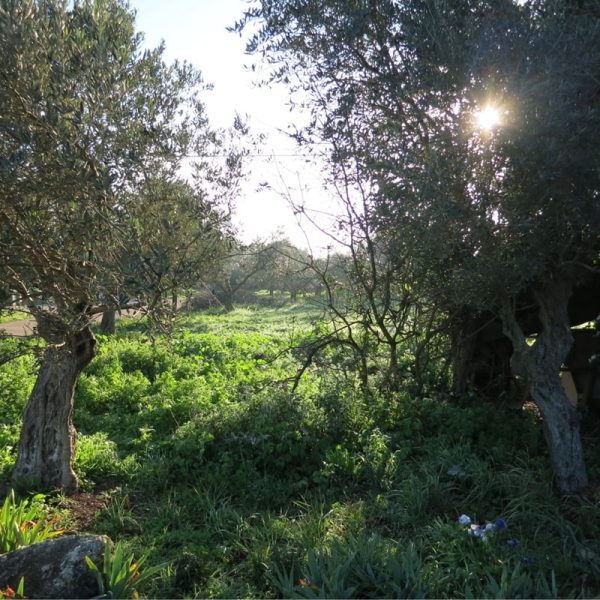 orchard-pruning-trimming