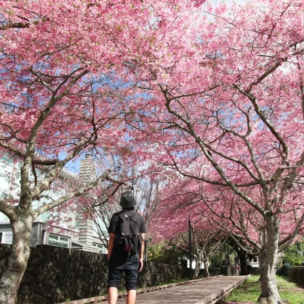 spring-tree-maintenance-blossom