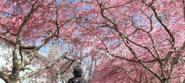 spring-tree-maintenance-blossom