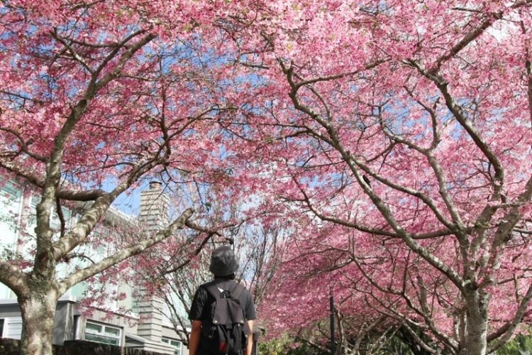 spring-tree-maintenance-blossom