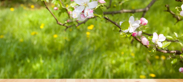 Spring-tree-blossom