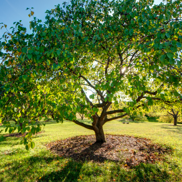 November-tree-care