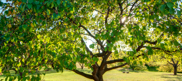 November-tree-care