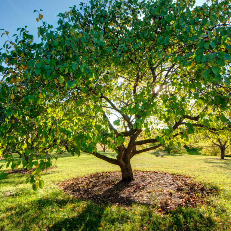 November 24 Tree November Tree Care Tips - Beaver Tree Service