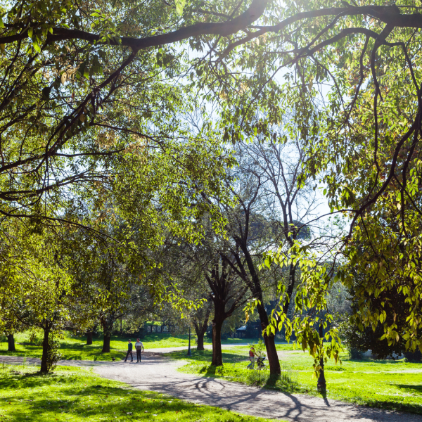 The-role-of trees