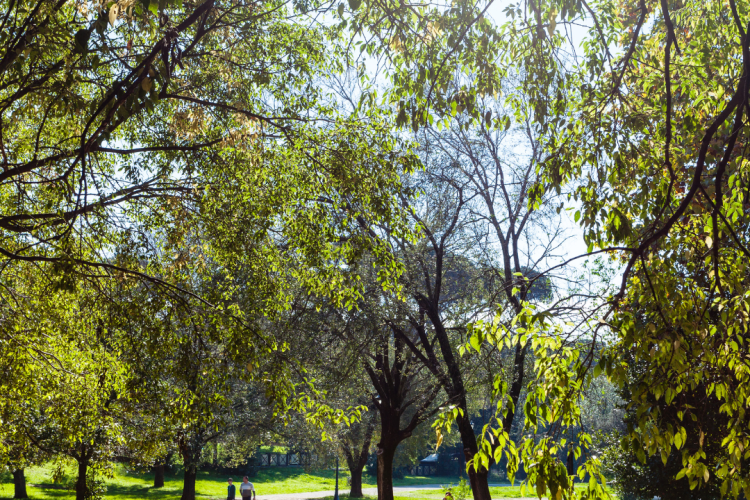 The-role-of trees