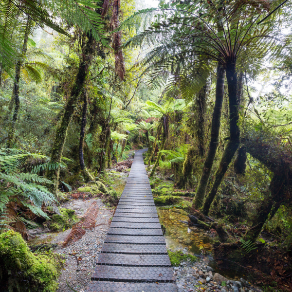 Protecting New Zealand's Native Trees