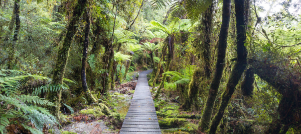 Protecting New Zealand's Native Trees