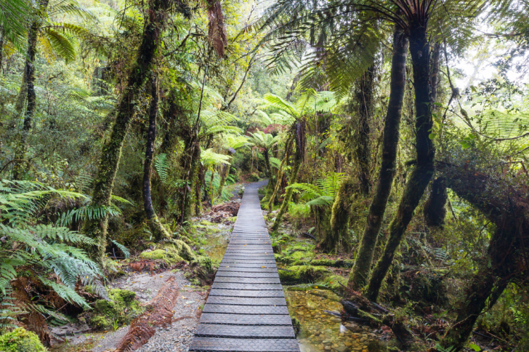 Protecting New Zealand's Native Trees