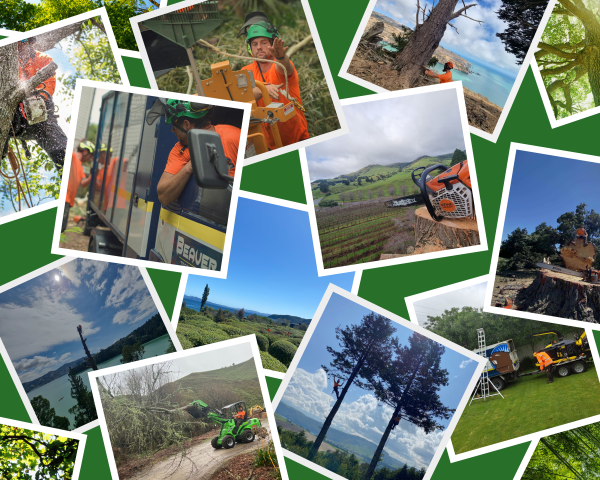 Wellington, Wairarapa, Christchurch, Whanganui, Taupo Arborists