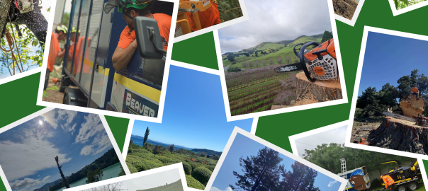 Wellington, Wairarapa, Christchurch, Whanganui, Taupo Arborists