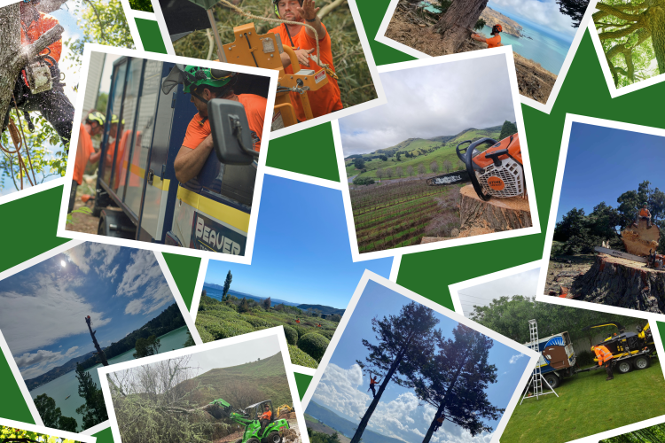 Wellington, Wairarapa, Christchurch, Whanganui, Taupo Arborists