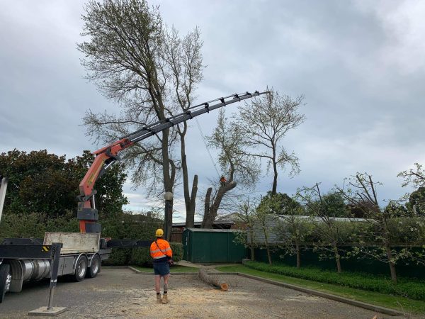 Difficult tree removal crane