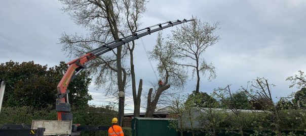 Difficult tree removal crane