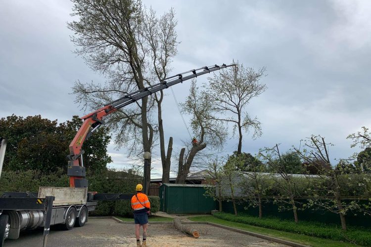 Difficult tree removal crane