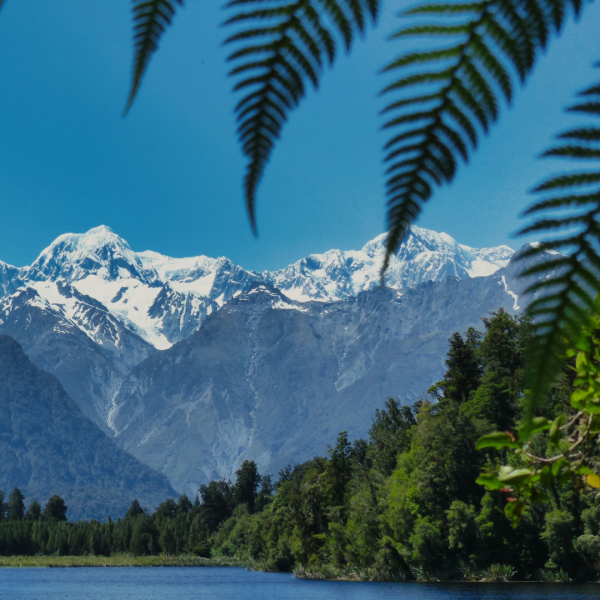 How to Protect Your Trees from New Zealand’s Common Pests