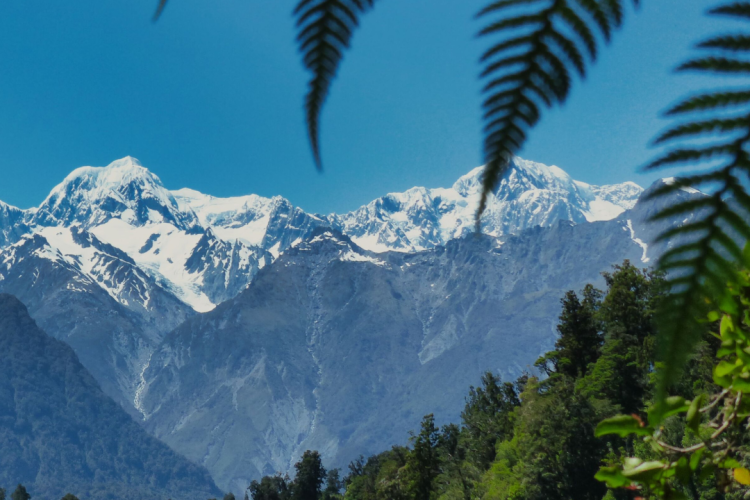 How to Protect Your Trees from New Zealand’s Common Pests